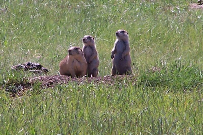 Oklahoma Animal Attractions and Sanctuaries Oklahoma's