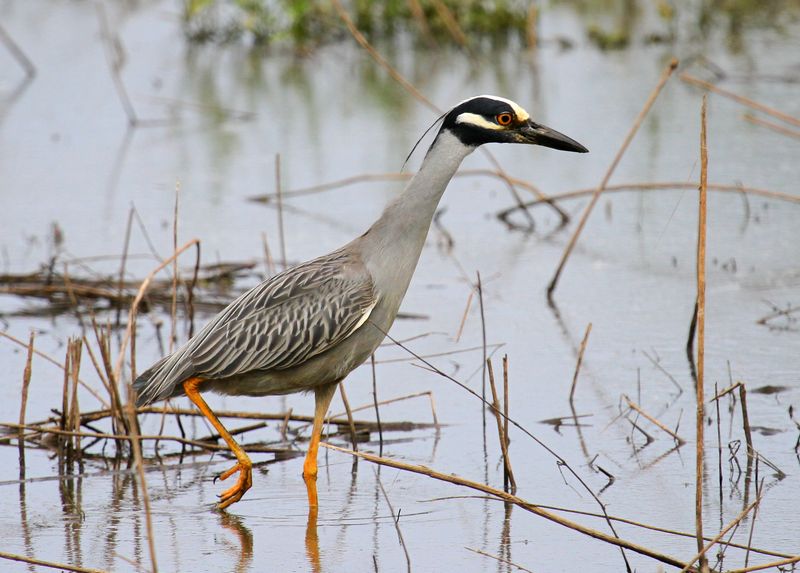 Birding and Bird Watching in Oklahoma | TravelOK.com - Oklahoma's