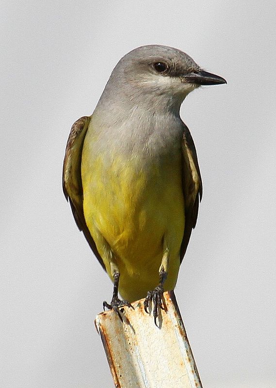 Birding and Bird Watching in Oklahoma | TravelOK.com - Oklahoma's