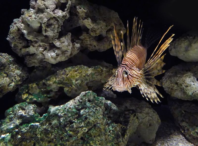 Oklahoma Zoos & Aquariums Oklahoma's Official Travel & Tourism Site