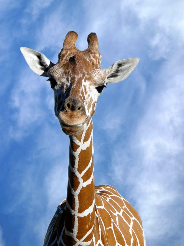 Oklahoma Zoos & Aquariums Oklahoma's Official Travel