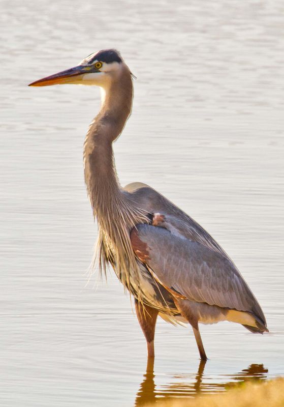 Birding And Bird Watching In Oklahoma 