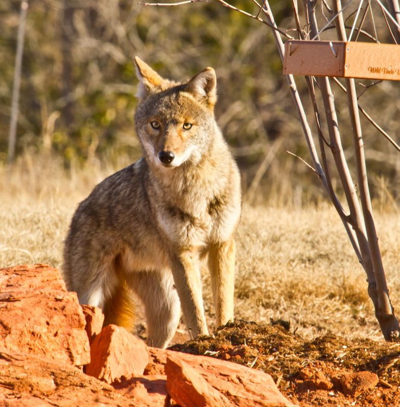 Oklahoma's Official Travel & Tourism Site