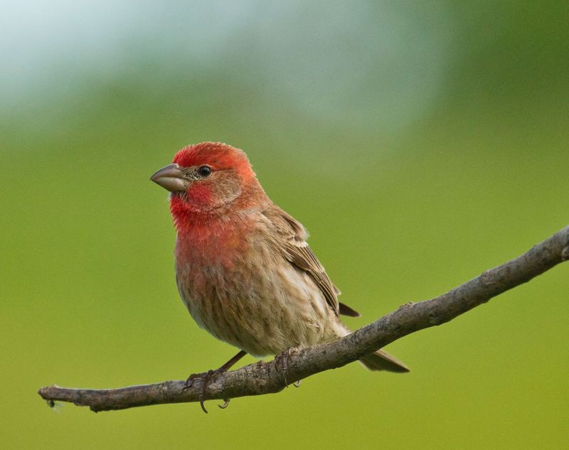 Birding and Bird Watching in Oklahoma | TravelOK.com - Oklahoma's ...