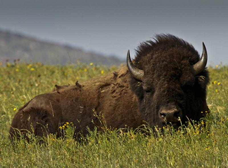 Where the Buffalo Roam Oklahoma's Official Travel