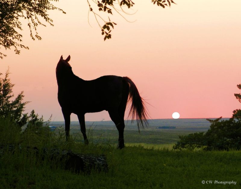 City of Guymon Oklahoma's Official Travel & Tourism Site