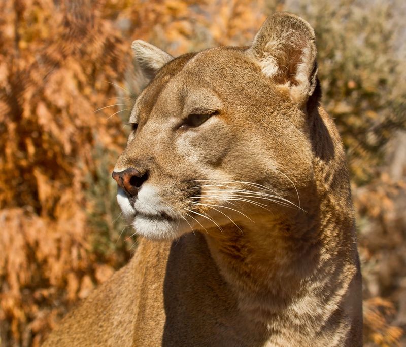 Oklahoma Zoos & Aquariums Oklahoma's Official Travel