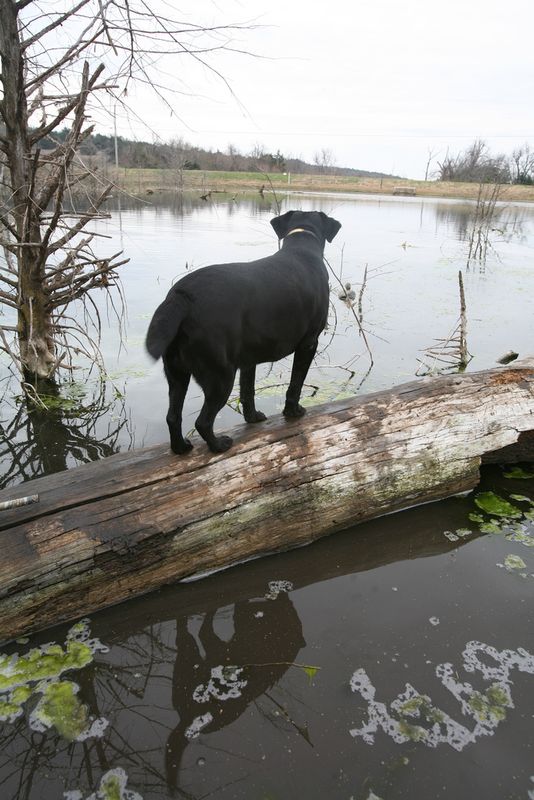 Oklahoma's Great Pet Friendly State Parks Oklahoma's