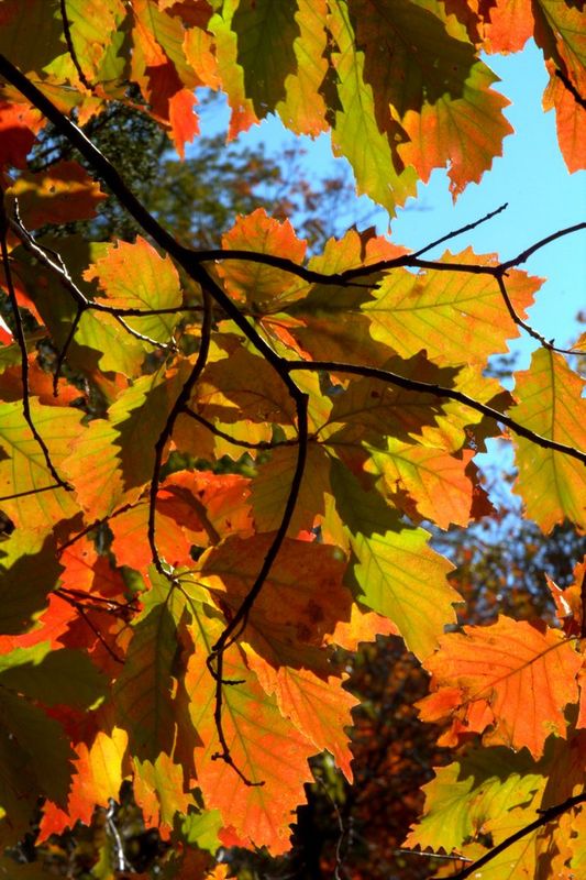 Oklahoma Fall Foliage and Festivals Oklahoma's