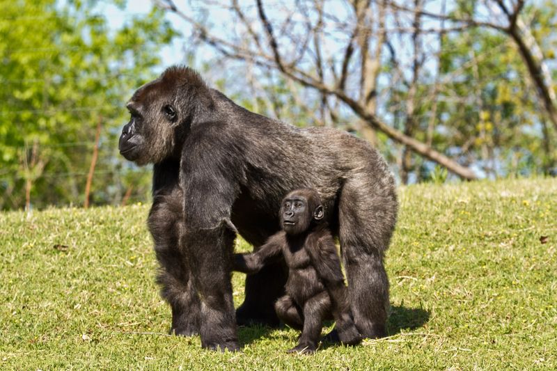 Oklahoma Zoos & Aquariums Oklahoma's Official Travel & Tourism Site