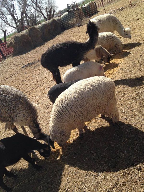 Oklahoma Animal Attractions and Sanctuaries Oklahoma's Official Travel