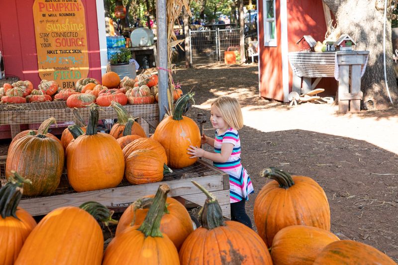 pumpkin patch in the city