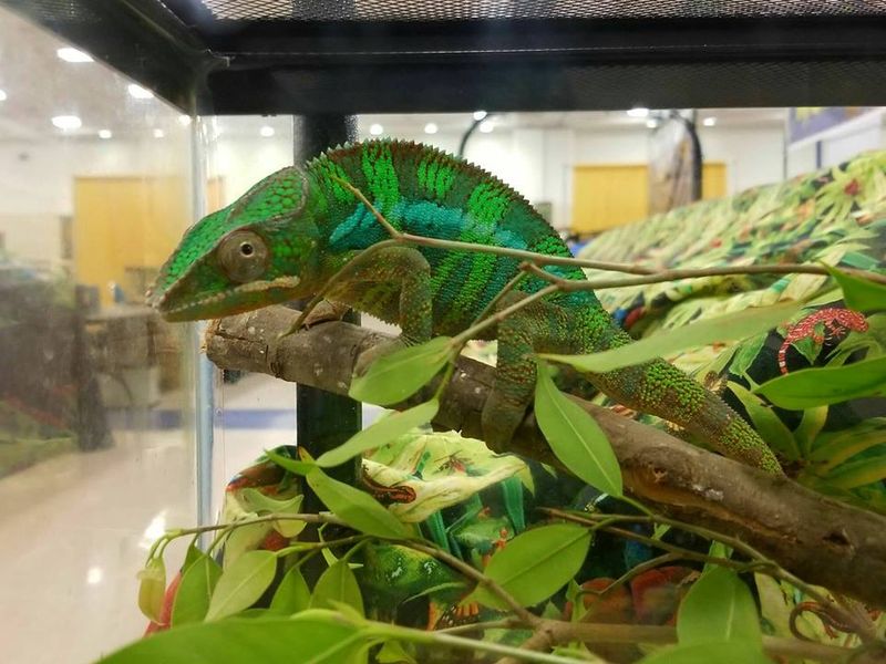 Repticon Reptile & Exotic Animal Show | TravelOK.com - Oklahoma's