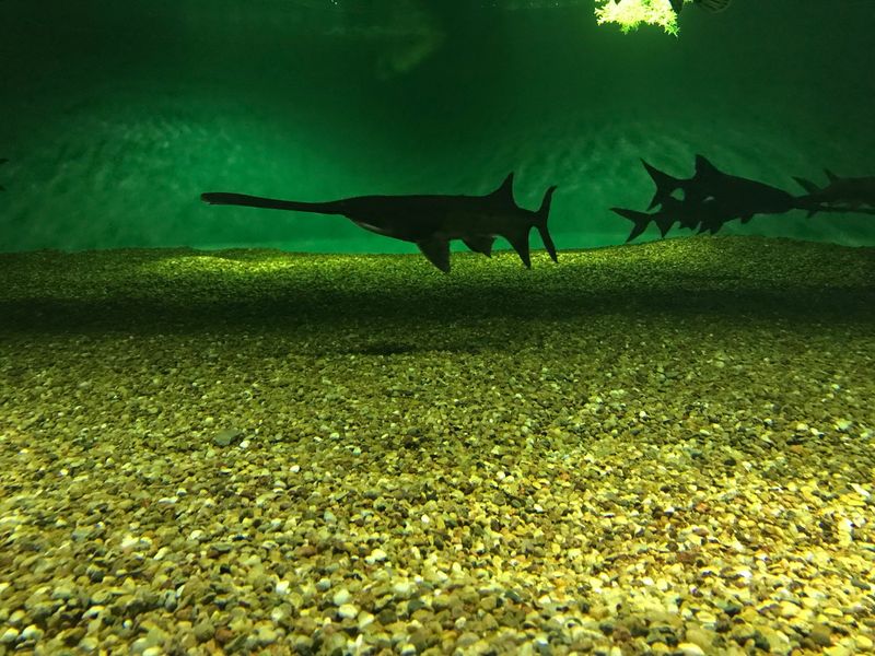 Medicine Park Aquarium & Natural Sciences Center