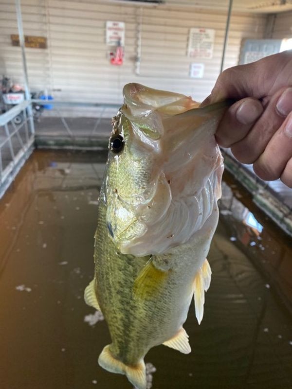 Waurika Lake Marina Oklahoma's Official Travel