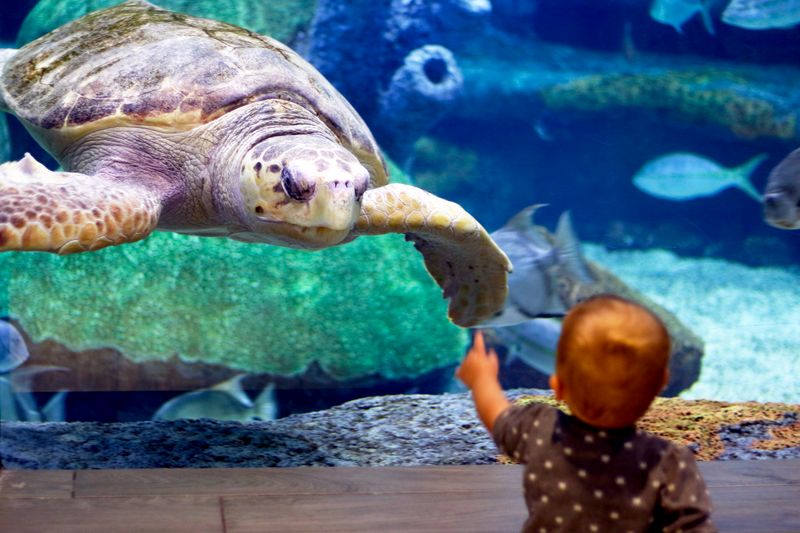 Oklahoma Aquarium Oklahoma's Official Travel & Tourism