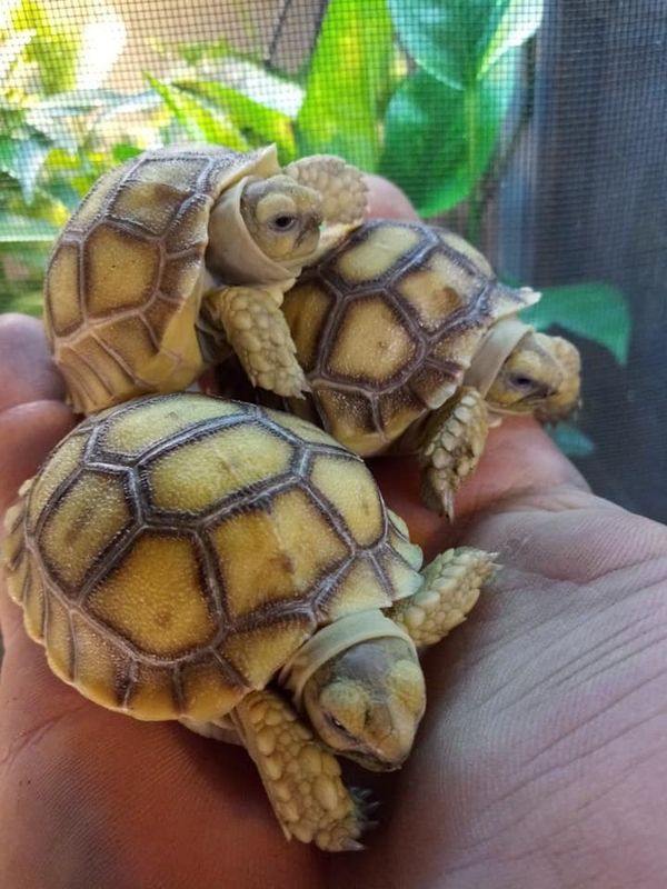 Show Me Reptile & Exotics Show | TravelOK.com - Oklahoma's Official