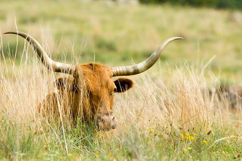 Wichita Mountains Wildlife Refuge Visitor S Center Travelok