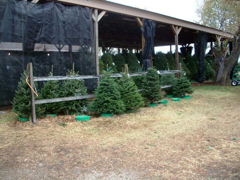 Owasso Christmas Tree & Berry Farm Oklahoma's Official Travel & Tourism Site