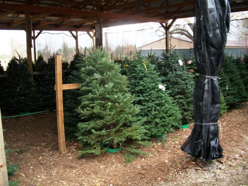 Owasso Christmas Tree & Berry Farm Oklahoma's Official Travel & Tourism Site
