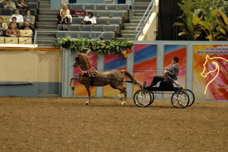 Grand National & World Championship Horse Show