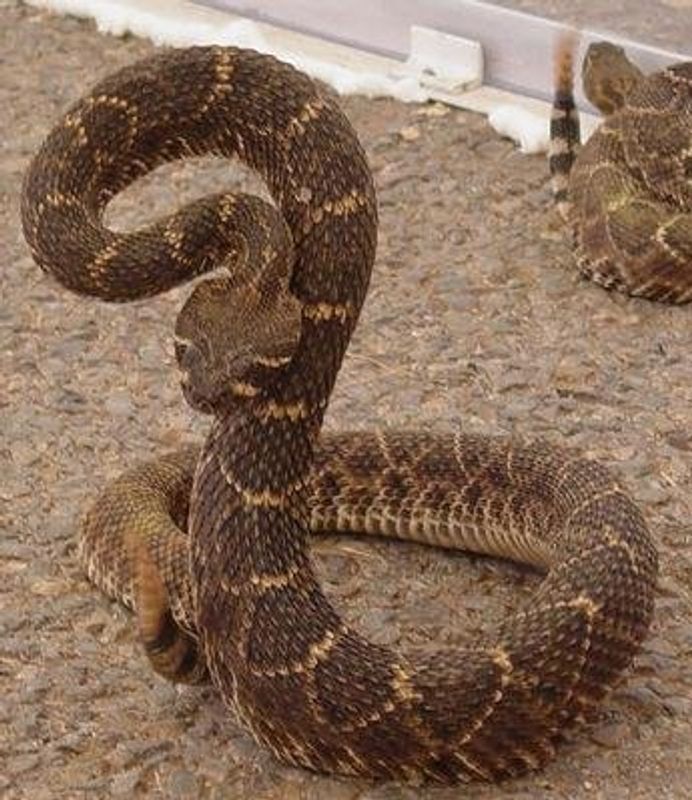 Okeene Rattlesnake RoundUp Oklahoma's Official Travel