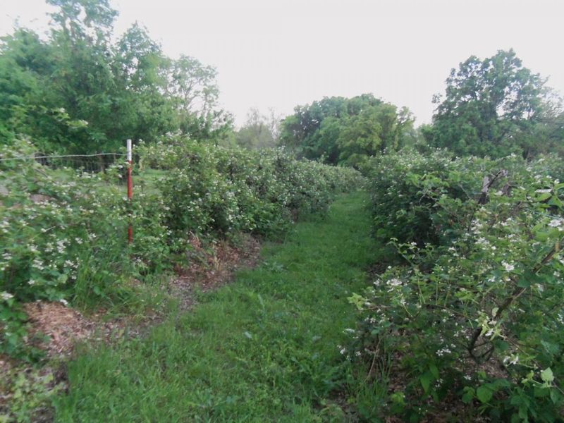 Endicott Farms Oklahoma's Official Travel & Tourism Site