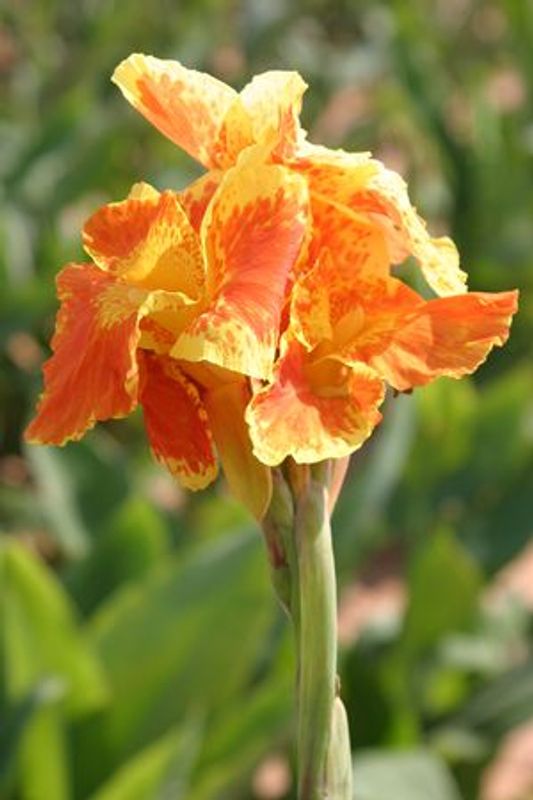 Horn Canna Farm Oklahoma's Official Travel & Tourism Site