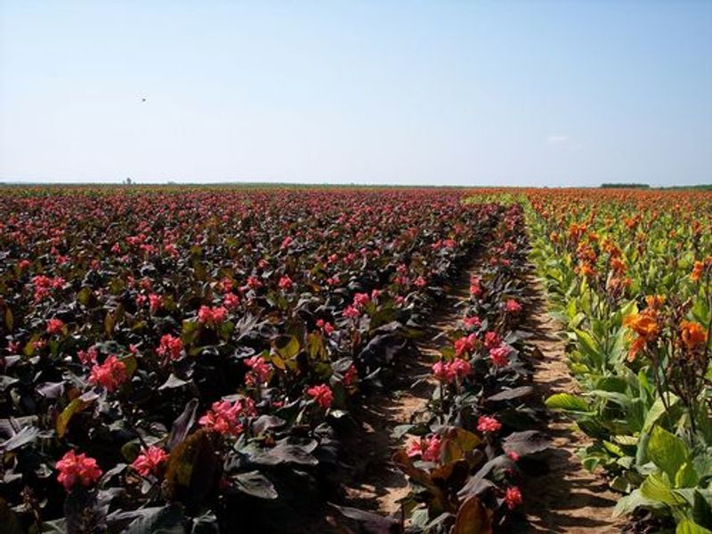 Horn Canna Farm Oklahoma's Official Travel & Tourism Site