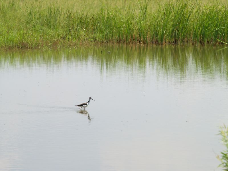 Hackberry Flat Wildlife Management Area & Center