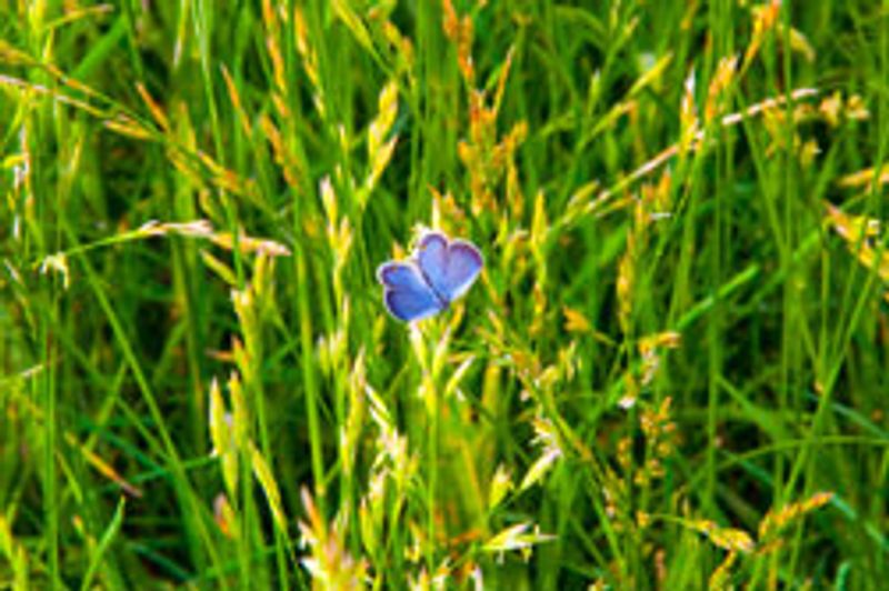 sutton wilderness trail