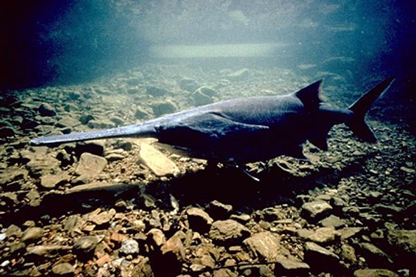 fishing for paddlefish oklahoma