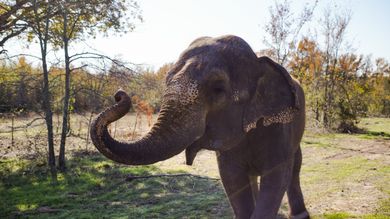 Oklahoma's Animal Attractions