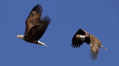 Top Places for Eagle Watching in Oklahoma
