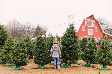 Oklahoma Christmas Tree Farms