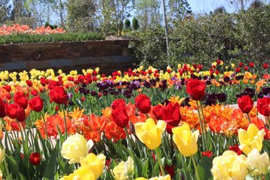 50 Ways to Celebrate Spring in Oklahoma