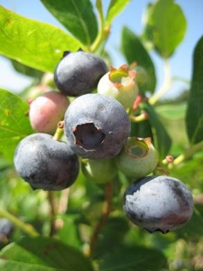 Find the Season's Best at Oklahoma's U-Pick Farms