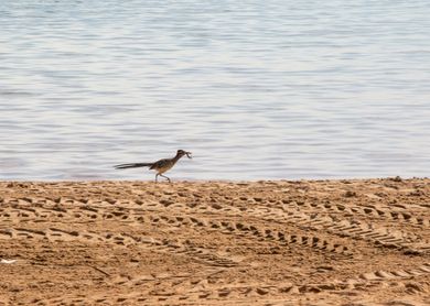 Unexpected Wildlife Treasures in Oklahoma's State Parks