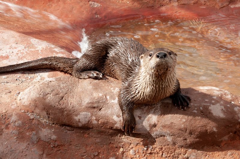 Medicine Park Aquarium & Natural Sciences Center | TravelOK.com