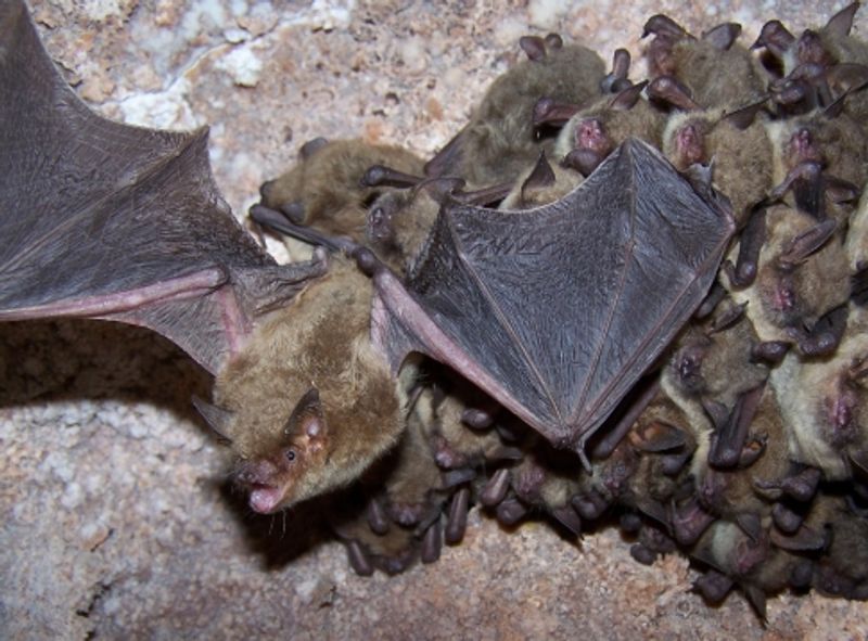 Bat Wing-Ding | TravelOK.com - Oklahoma's Official Travel & Tourism Site