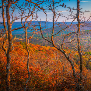 Fall Foliage Kit Brochure Details