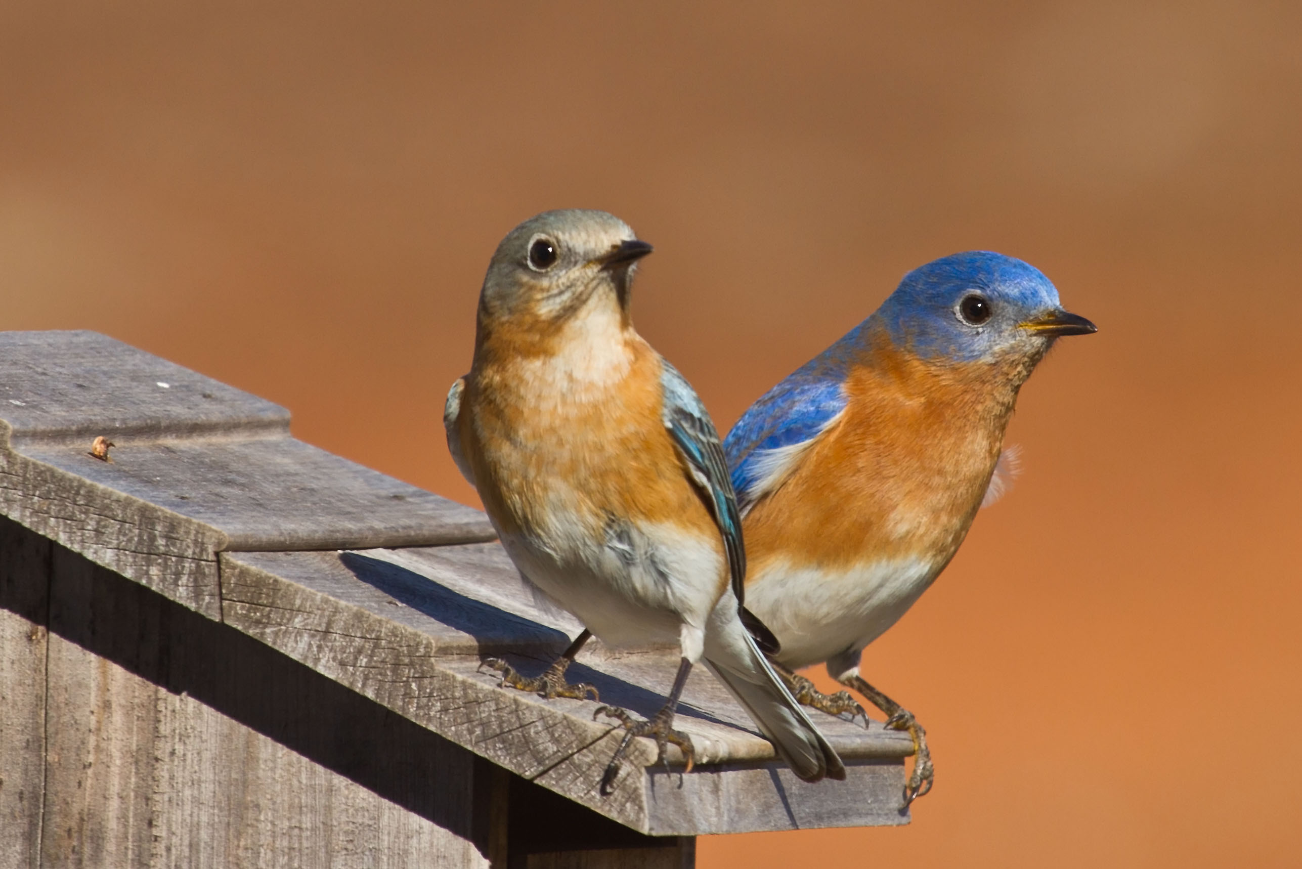 Birding and Bird Watching in Oklahoma | TravelOK.com - Oklahoma's ...