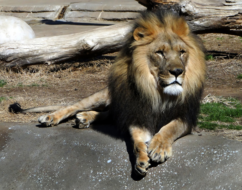 Oklahoma Zoos & Aquariums Oklahoma's Official Travel & Tourism Site