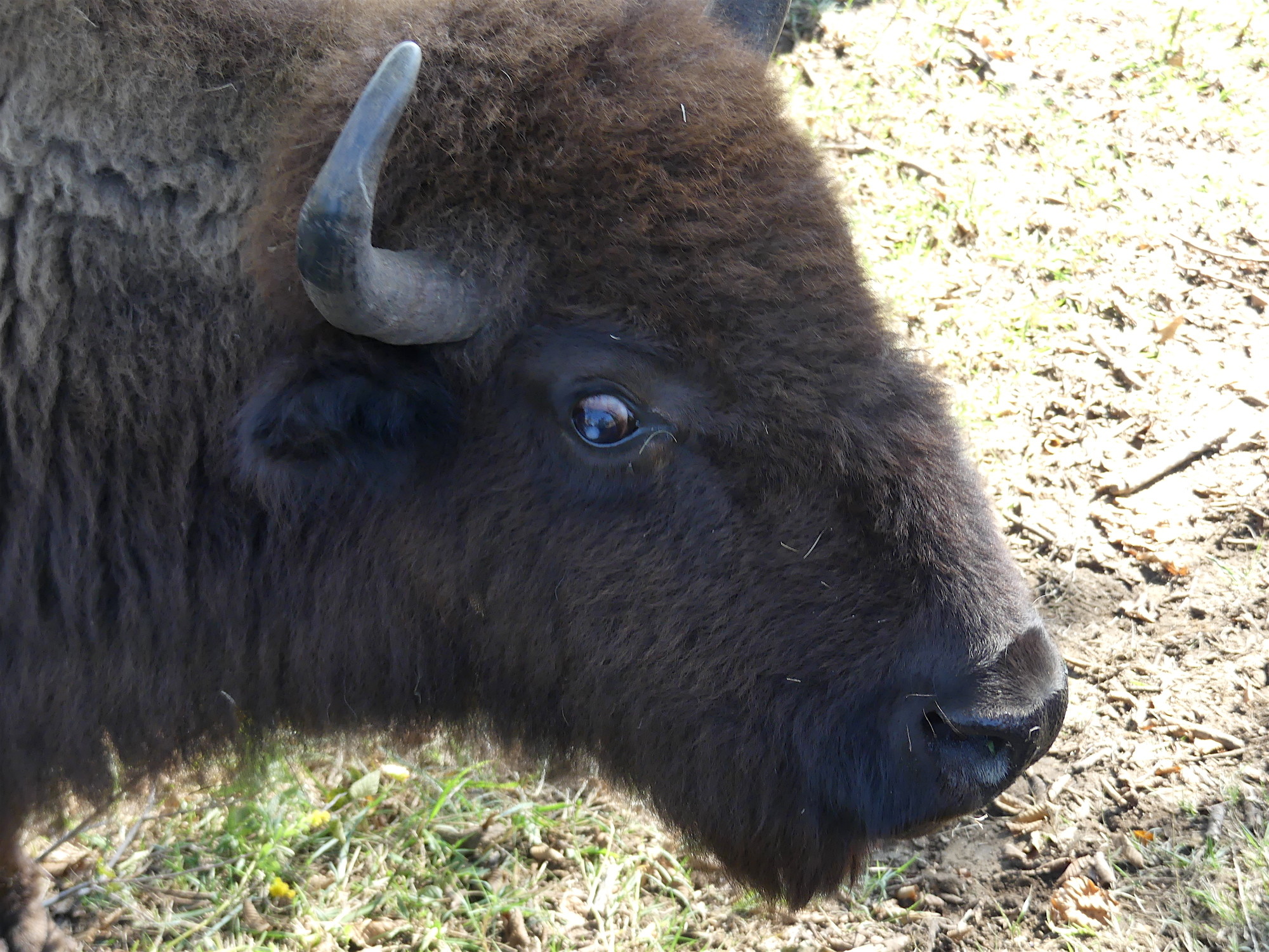 National Bison Day