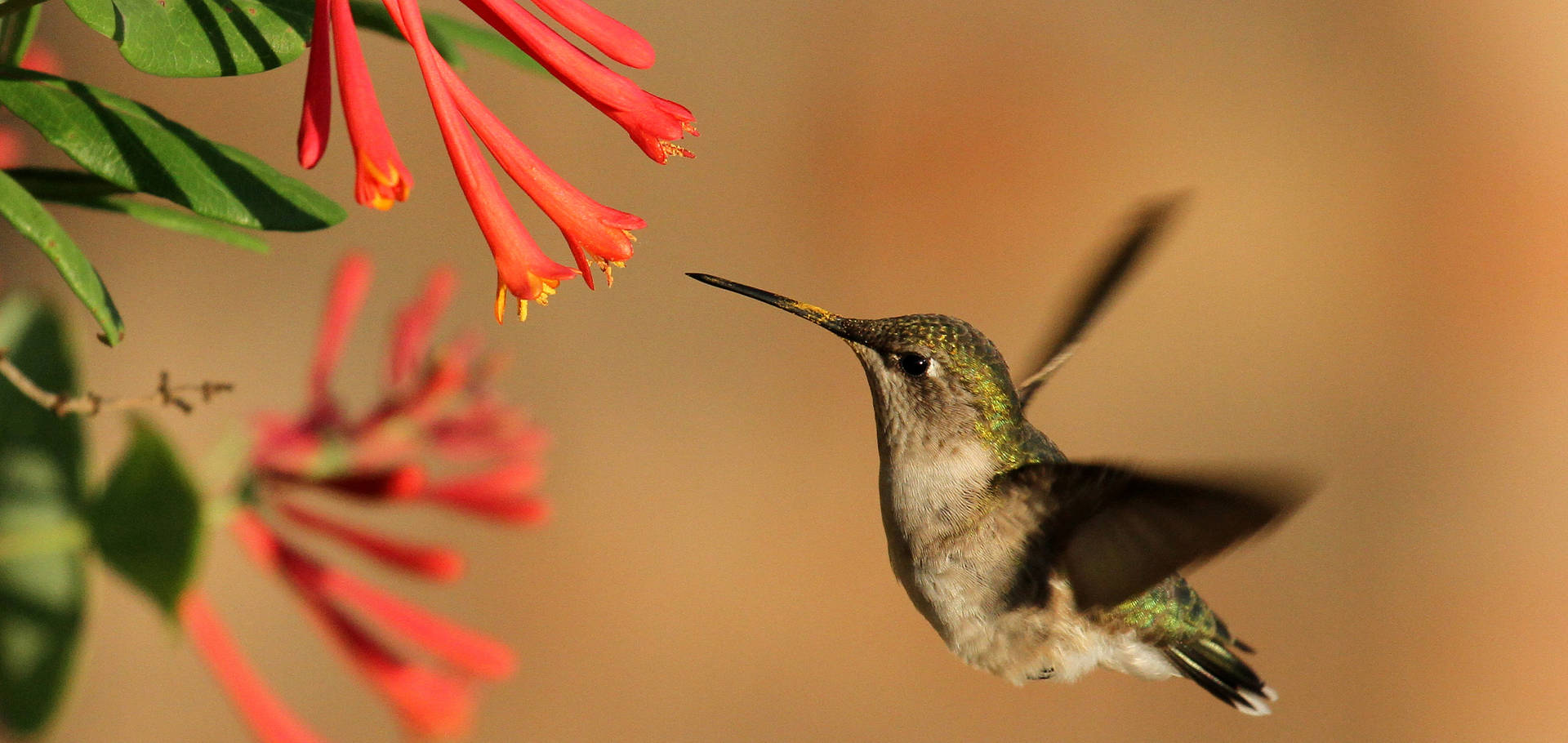 Birding and Bird Watching in Oklahoma | TravelOK.com - Oklahoma's ...