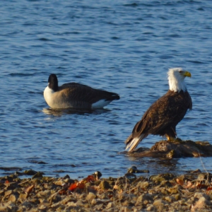 Winter provides excellent birding opportunities at Bernice Area.