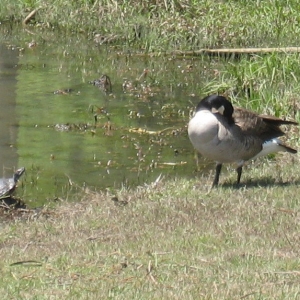 A wide variety of wildlife are full-time guests at the park.