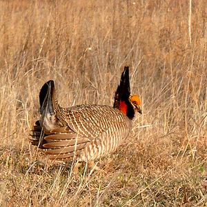 Oklahoma Bird Watching | TravelOK.com - Oklahoma's Official Travel ...