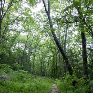 Visit Greenleaf State Park to wander hiking trail throughout the lush greenery found in the hills of Eastern Oklahoma.