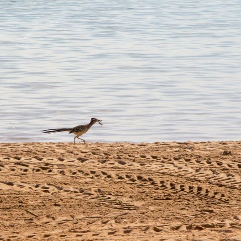 Foss State Park in Foss features unexpected wildlife treasures like watchable wildlife, including roadrunners.